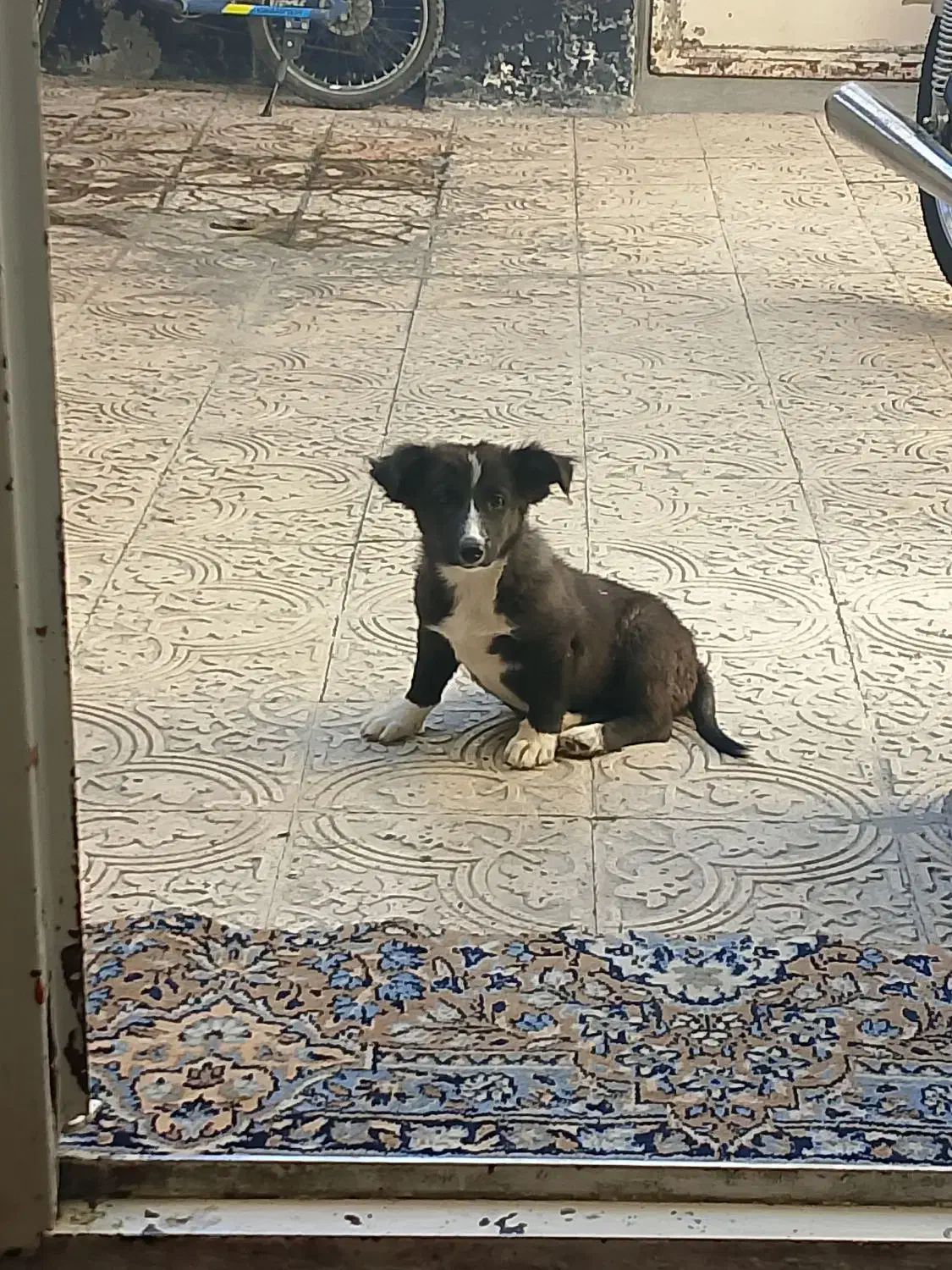 سگ پاکوتاه|سگ|کرمانشاه, |دیوار