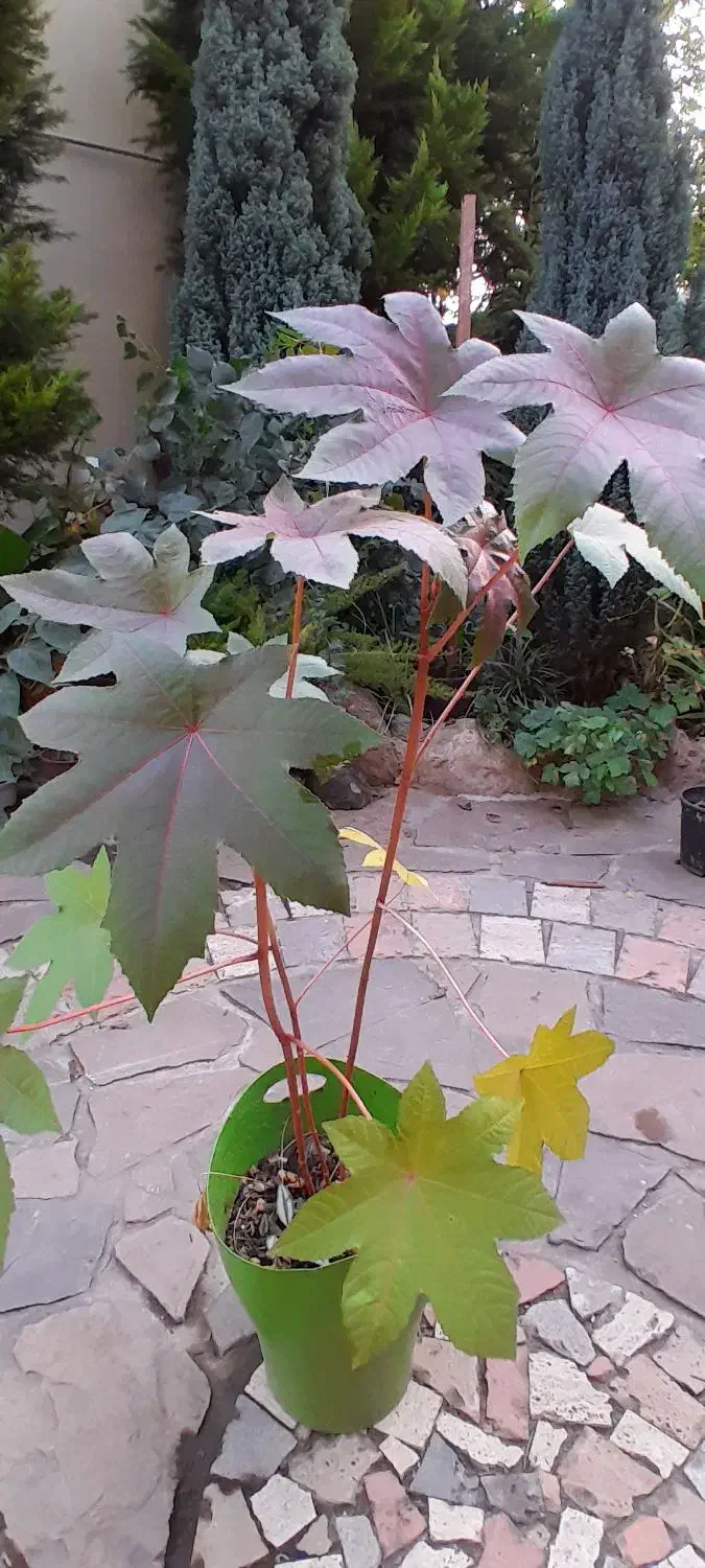 گلها وگیاهان فضای باز|گل و گیاه طبیعی|رویان, |دیوار