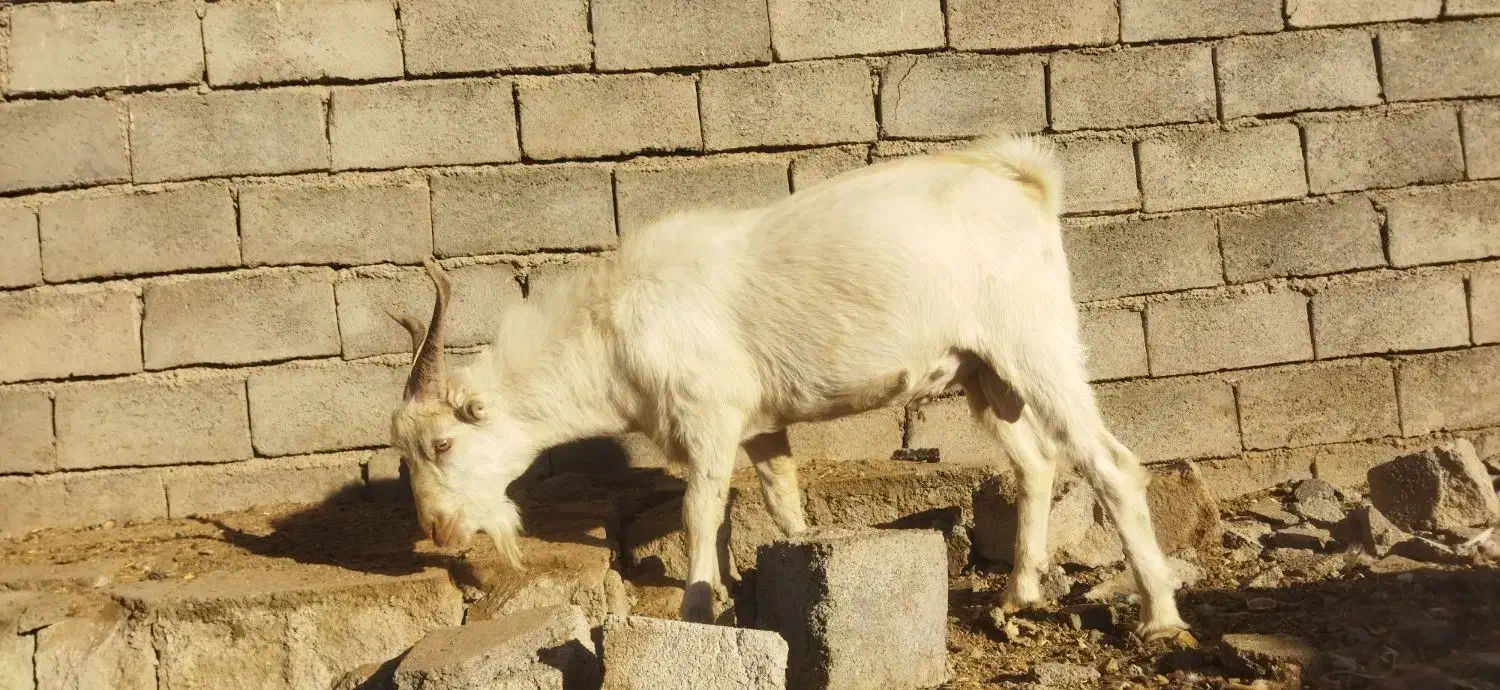 نر بز سانان به شرط اصالت یک ساله چووش|حیوانات مزرعه|سبزوار, صالح آباد|دیوار