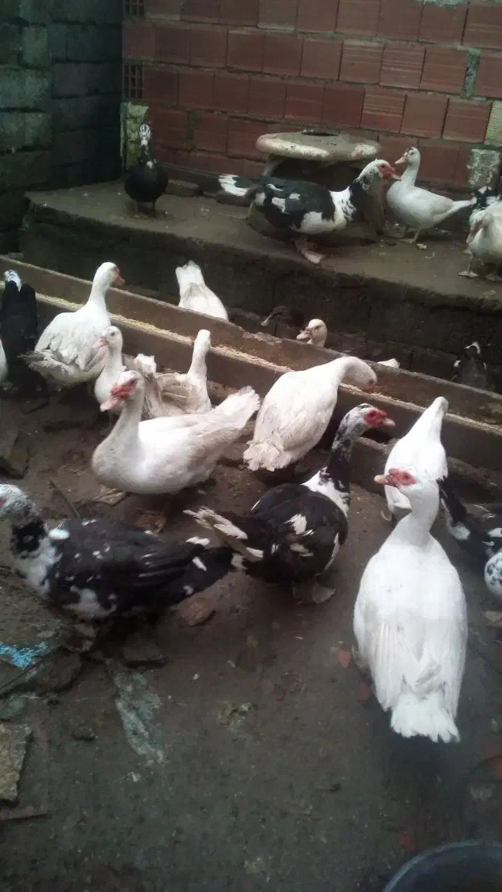 اردک اسرائیلی|حیوانات مزرعه|آستارا, |دیوار