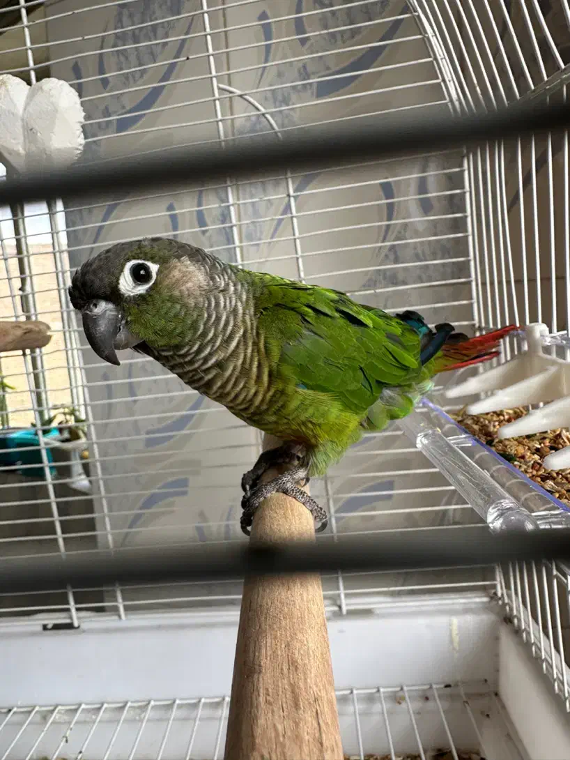 یک جفنت گرینچک|پرنده|سنندج, |دیوار