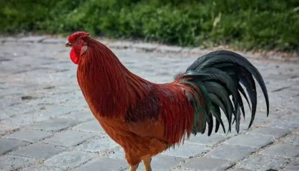 مرغ و خروس محلی|حیوانات مزرعه|مهدی شهر, |دیوار