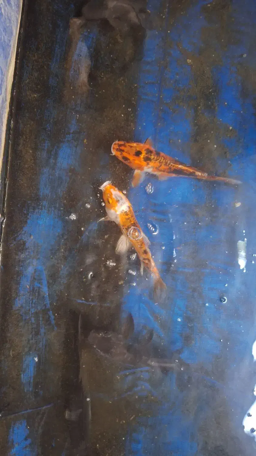 ماهی کوی بزرگ سالم خونگی|ماهی|اصفهان, نصرآباد|دیوار