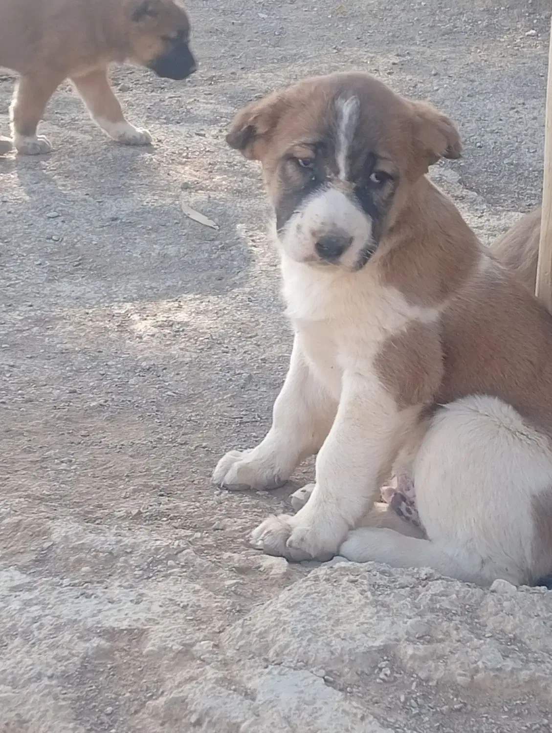 توله سراب عراقی|سگ|باقرشهر, |دیوار