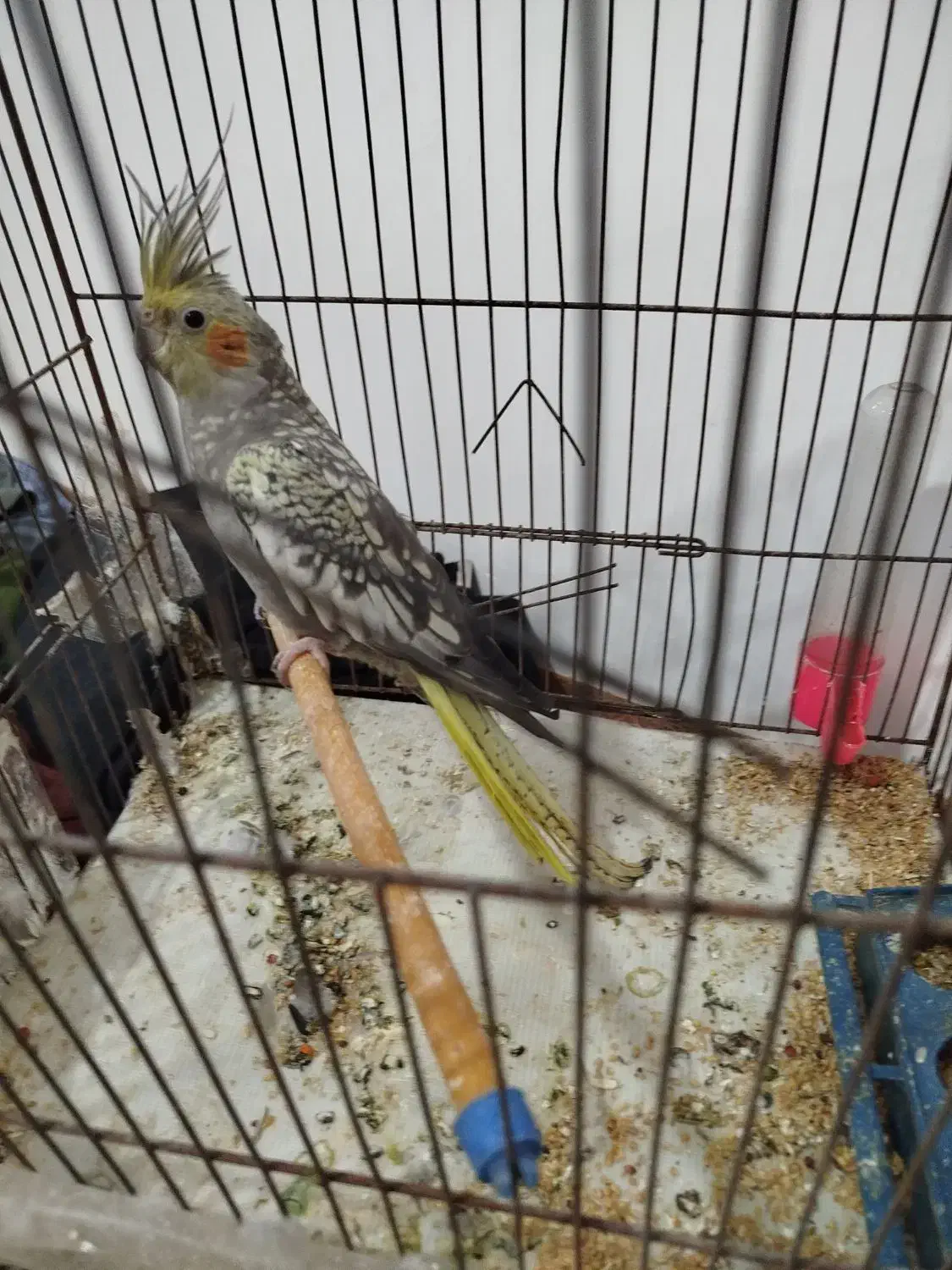 عروس هلندی|پرنده|اردبیل, |دیوار