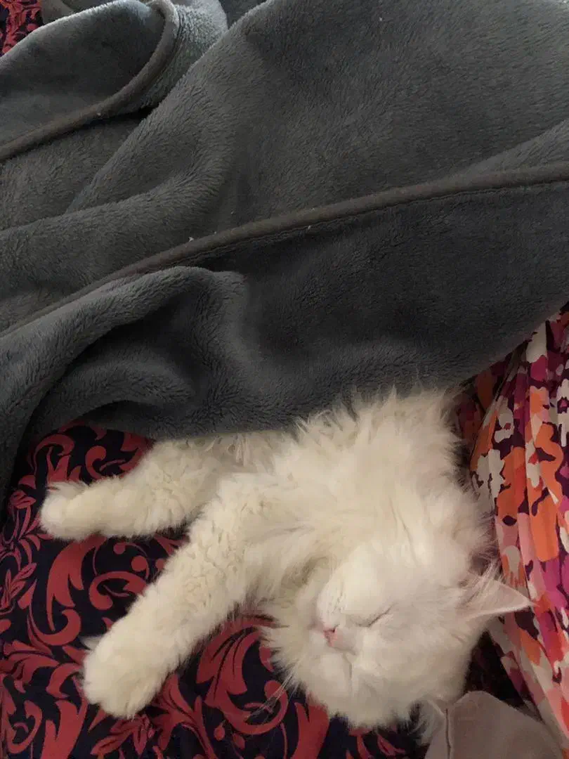 گربه پرشین|گربه|بم, |دیوار