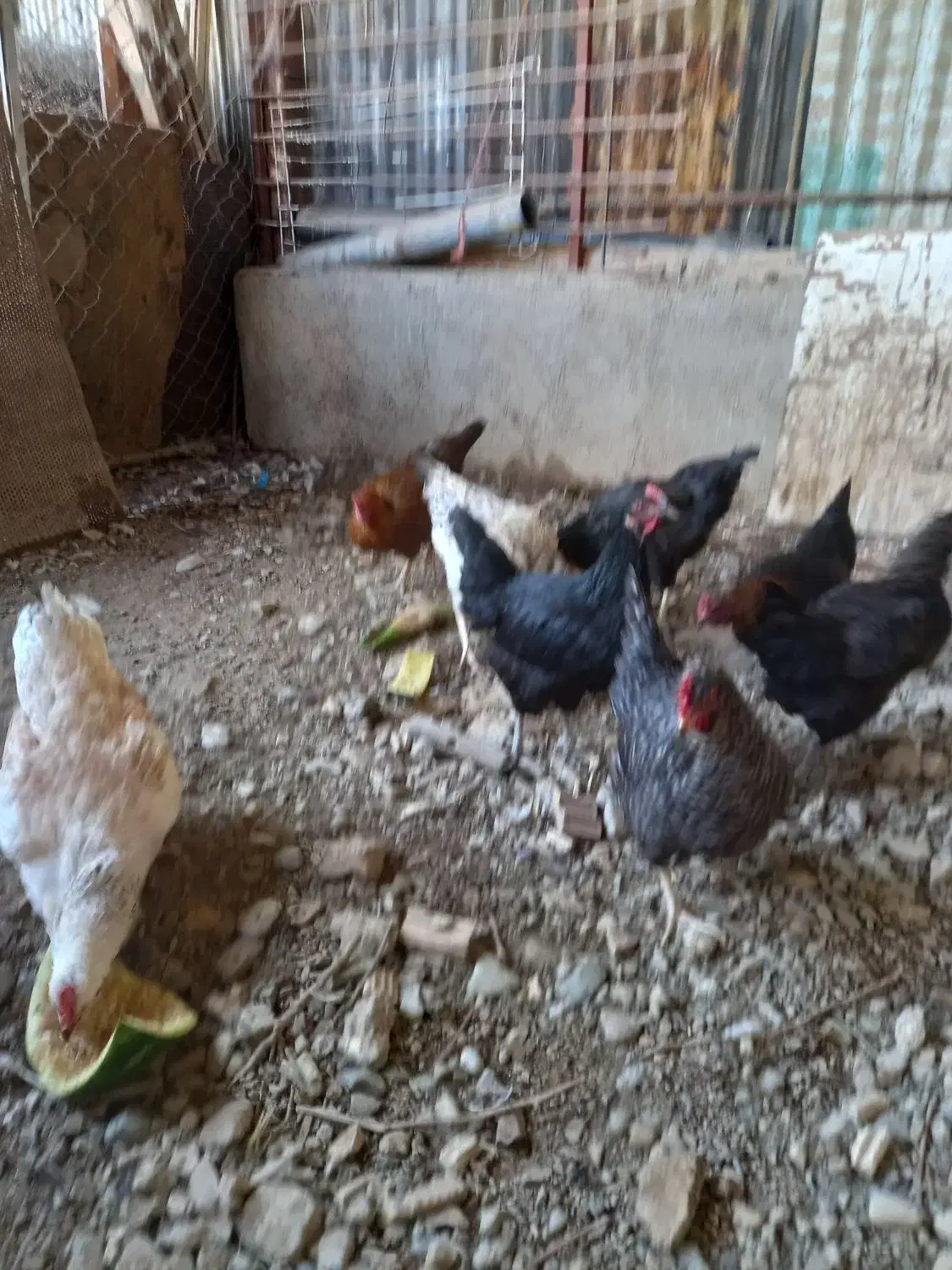 فروش مرغ|حیوانات مزرعه|شاهدشهر, |دیوار