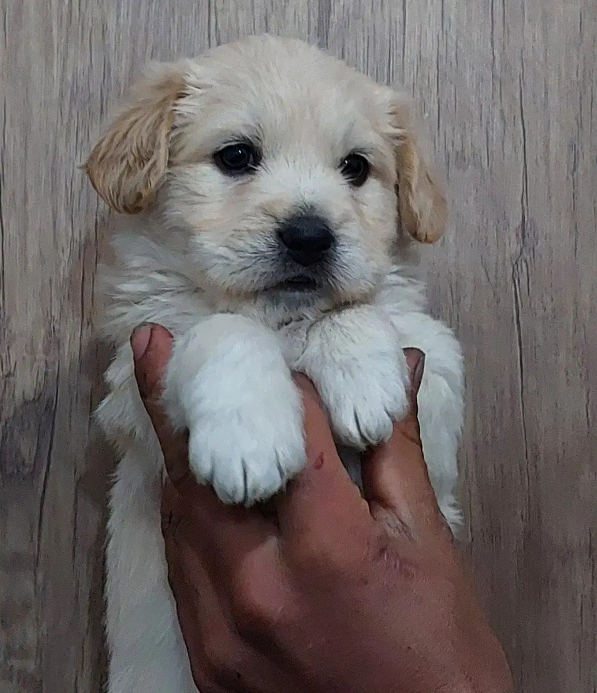 سگ شیتزو عروسکی|سگ|آباده, |دیوار