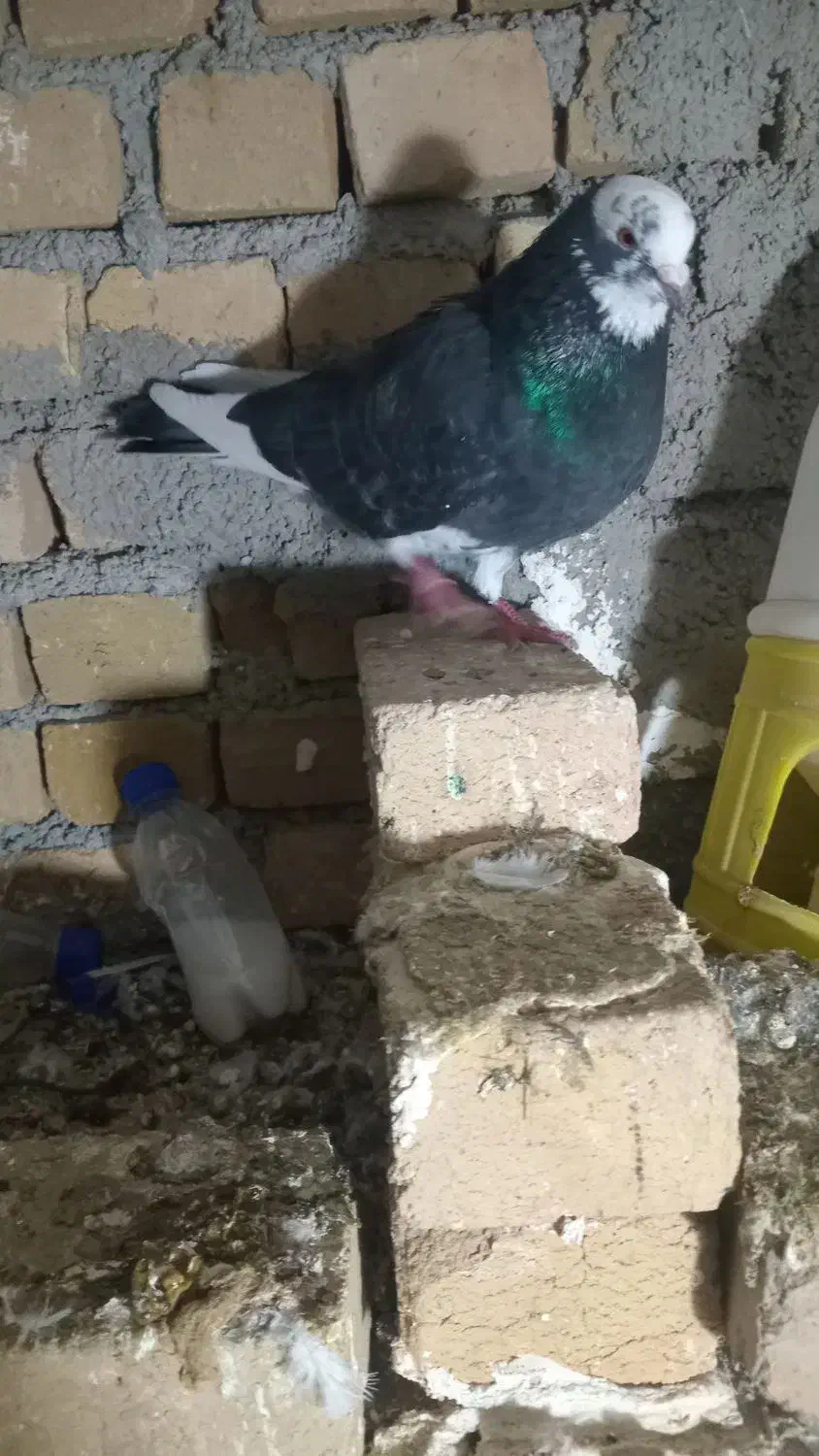 کبوتر|پرنده|سامن, |دیوار