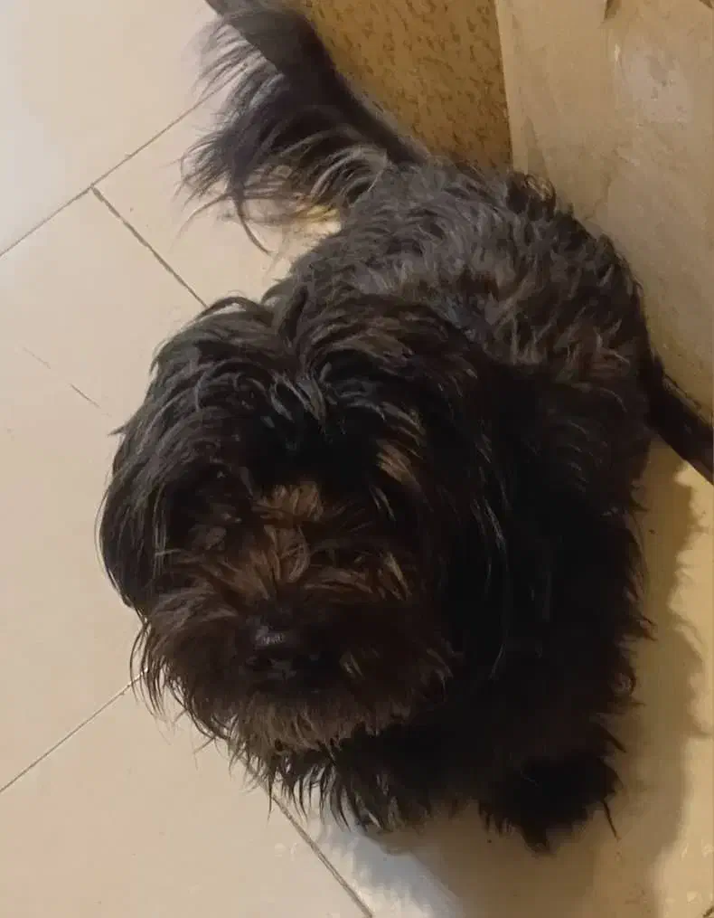 یک سگ  تریر نر بازیگوش و باهوش|سگ|اندیشه, اندیشه فاز ۵|دیوار