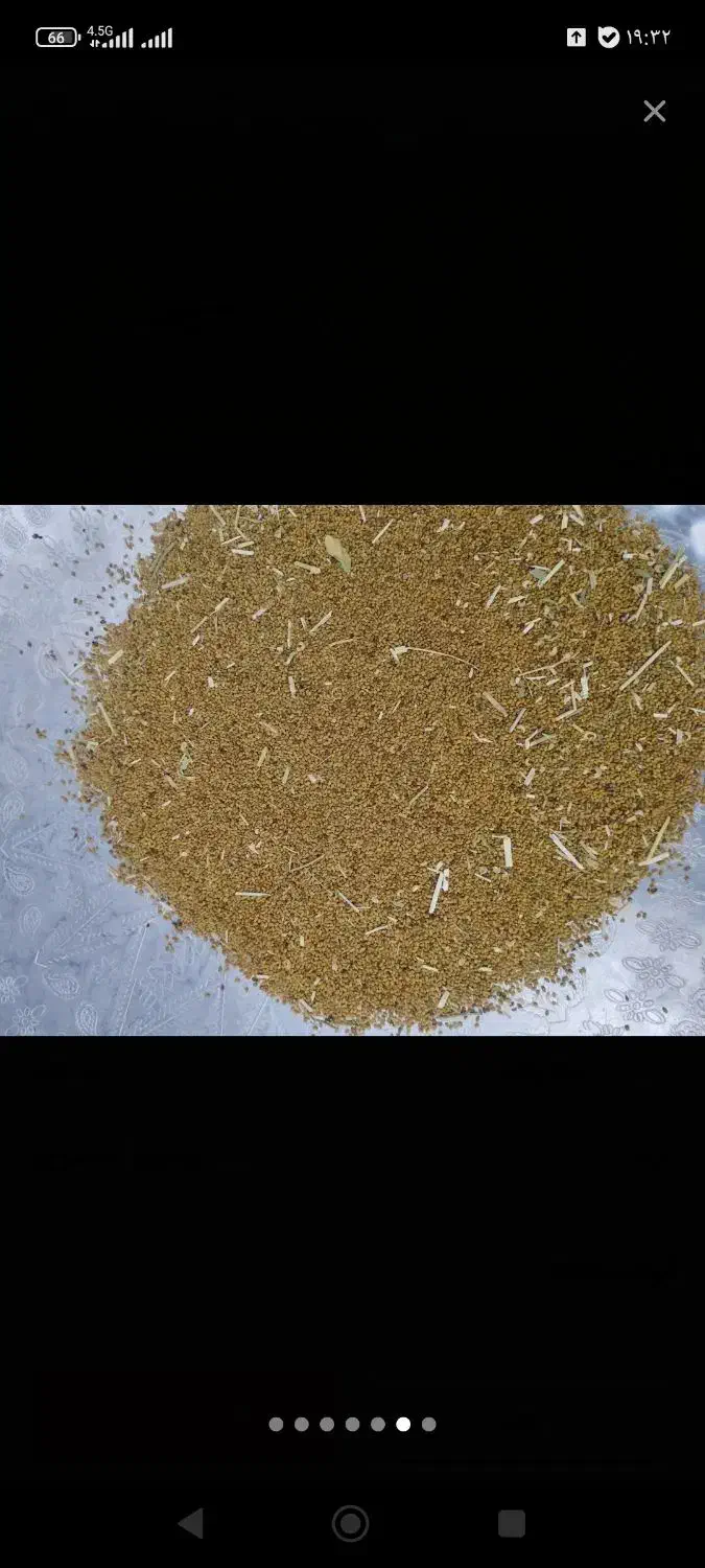 بذر یونجه محلی|گل و گیاه طبیعی|مریوان, |دیوار