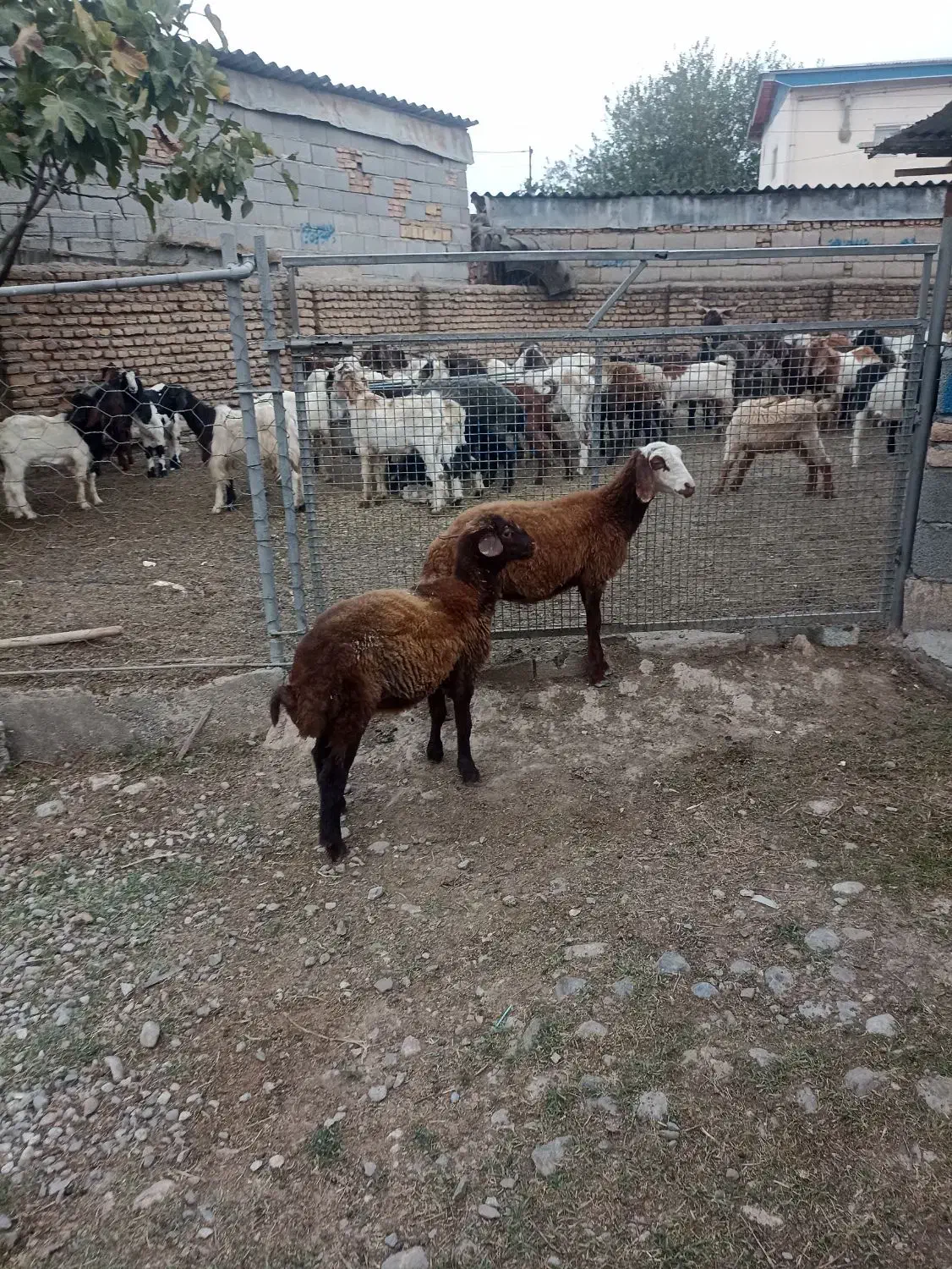 ۲رآس توقلی ماده مخصوص داشتی|حیوانات مزرعه|آق قلا, |دیوار