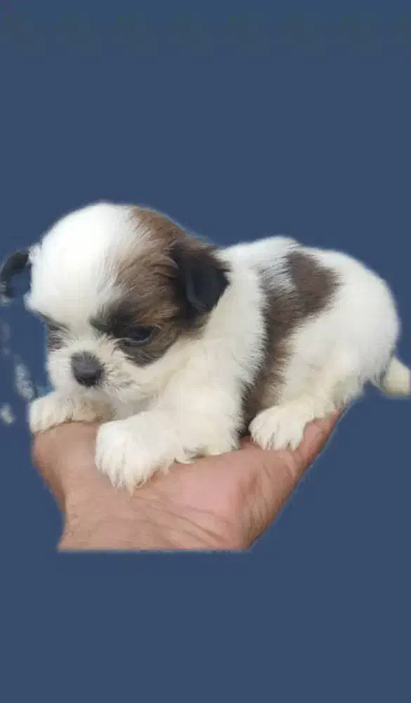 شیتزو سوپر فلت عروسکی|سگ|رشت, دیانتی|دیوار