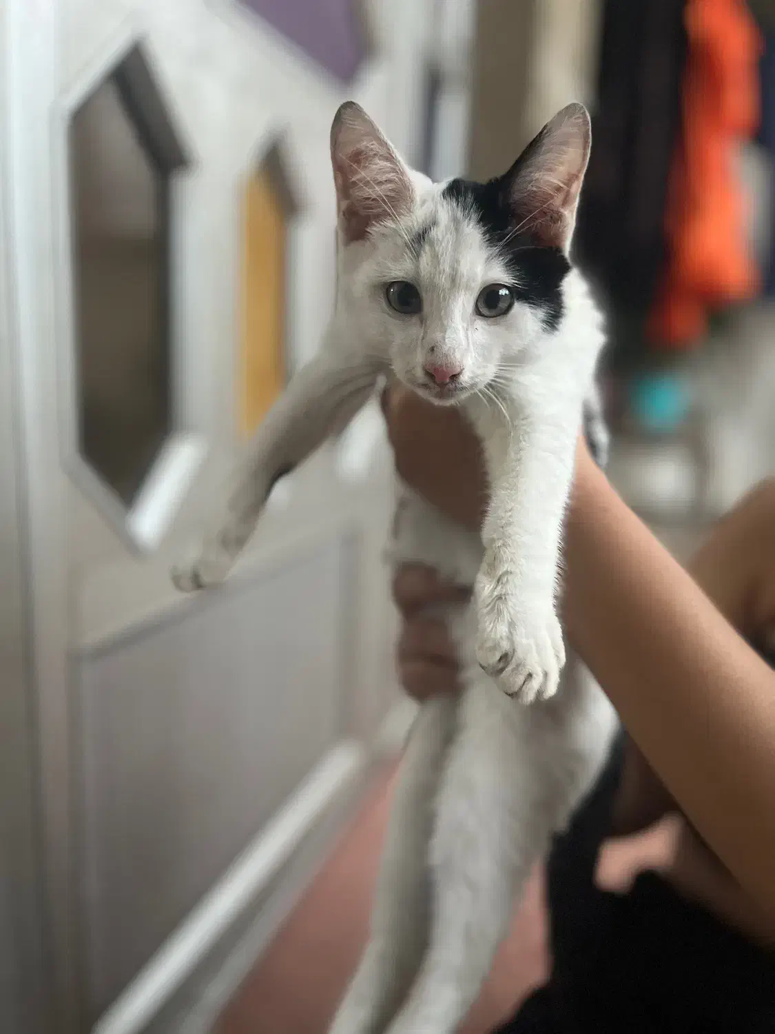 واگذاری گربه تاکسیدو|گربه|گرگان, |دیوار