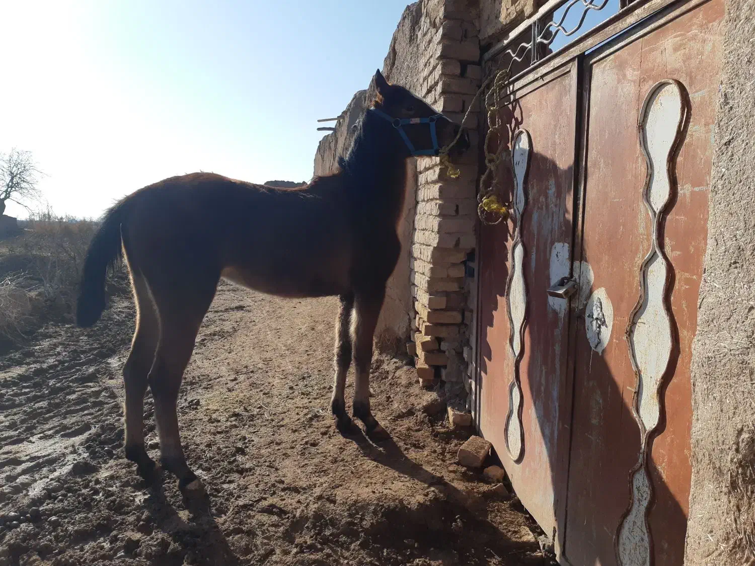 مادیون|اسب و تجهیزات اسب‌سواری|دشتابی, |دیوار