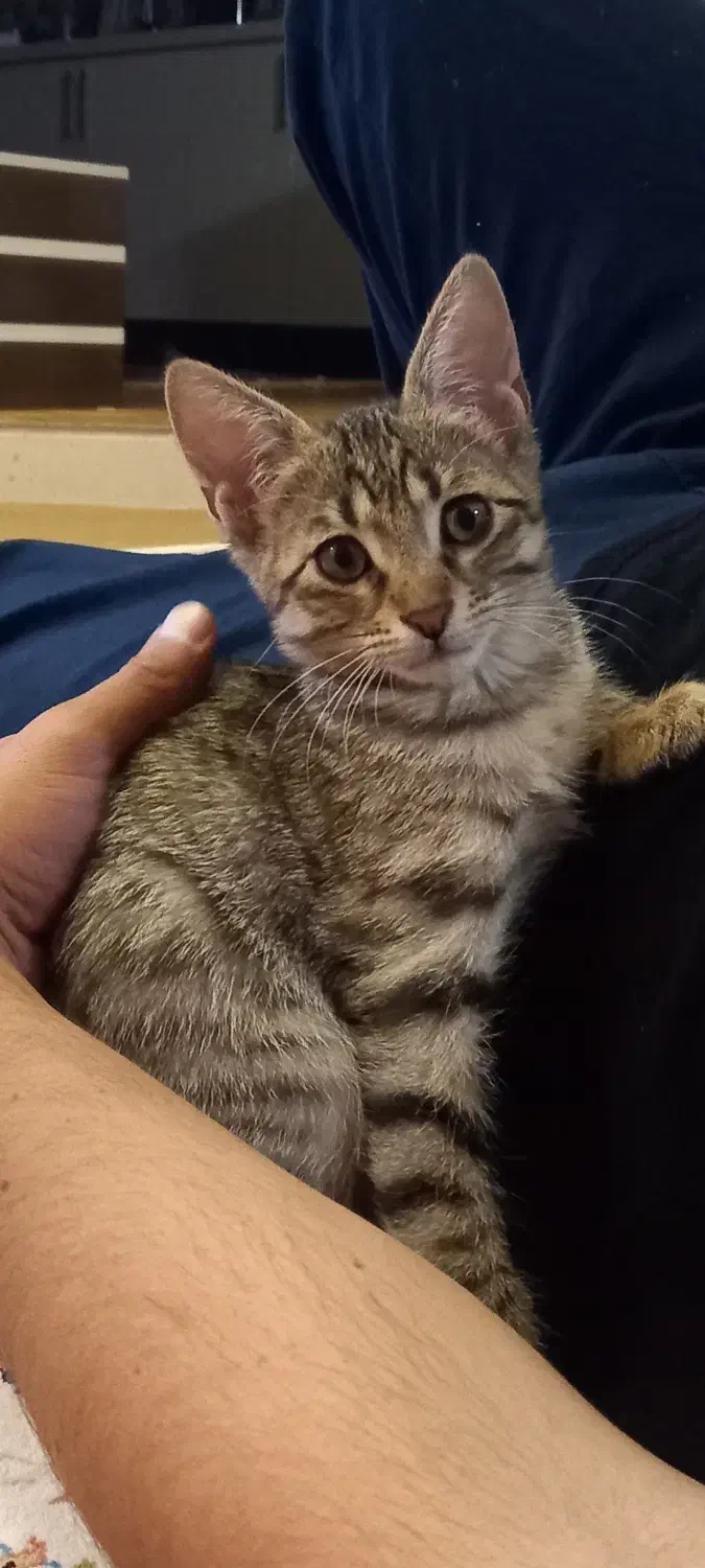 واگذاری|گربه|اردبیل, |دیوار