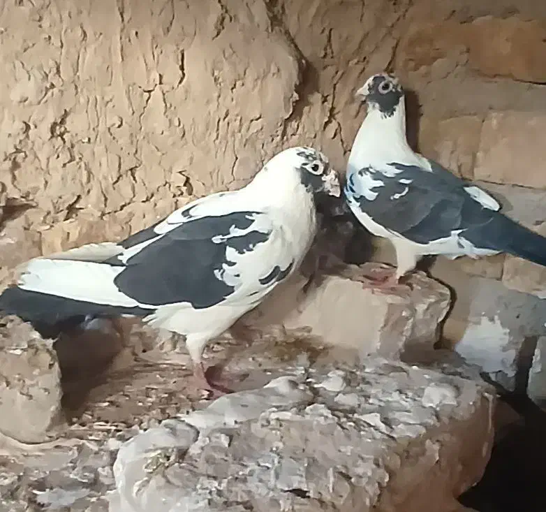 جفت پلنگ کرمانی|پرنده|میان ولایت, |دیوار