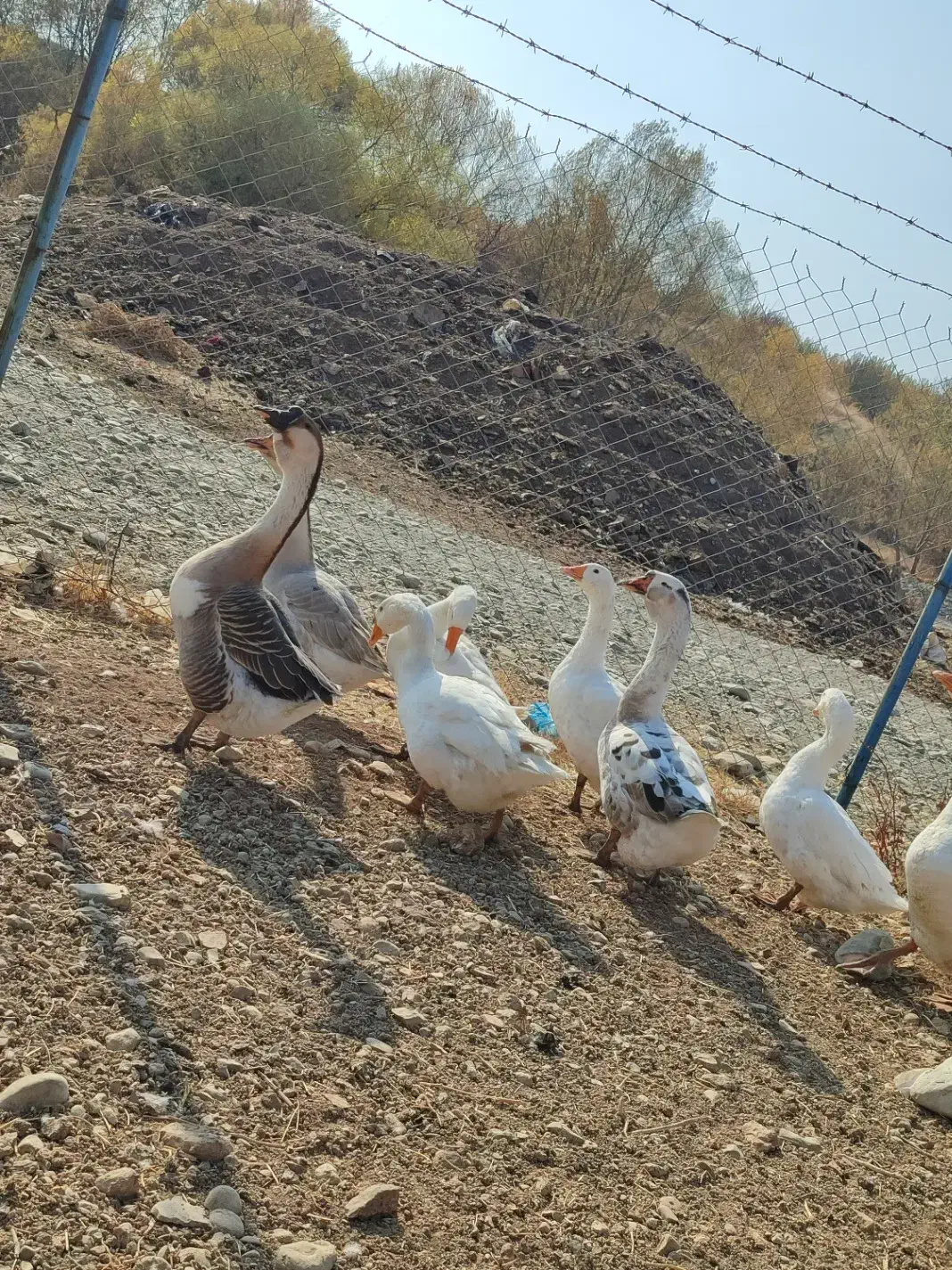 فروش غاز|حیوانات مزرعه|پیرانشهر, |دیوار