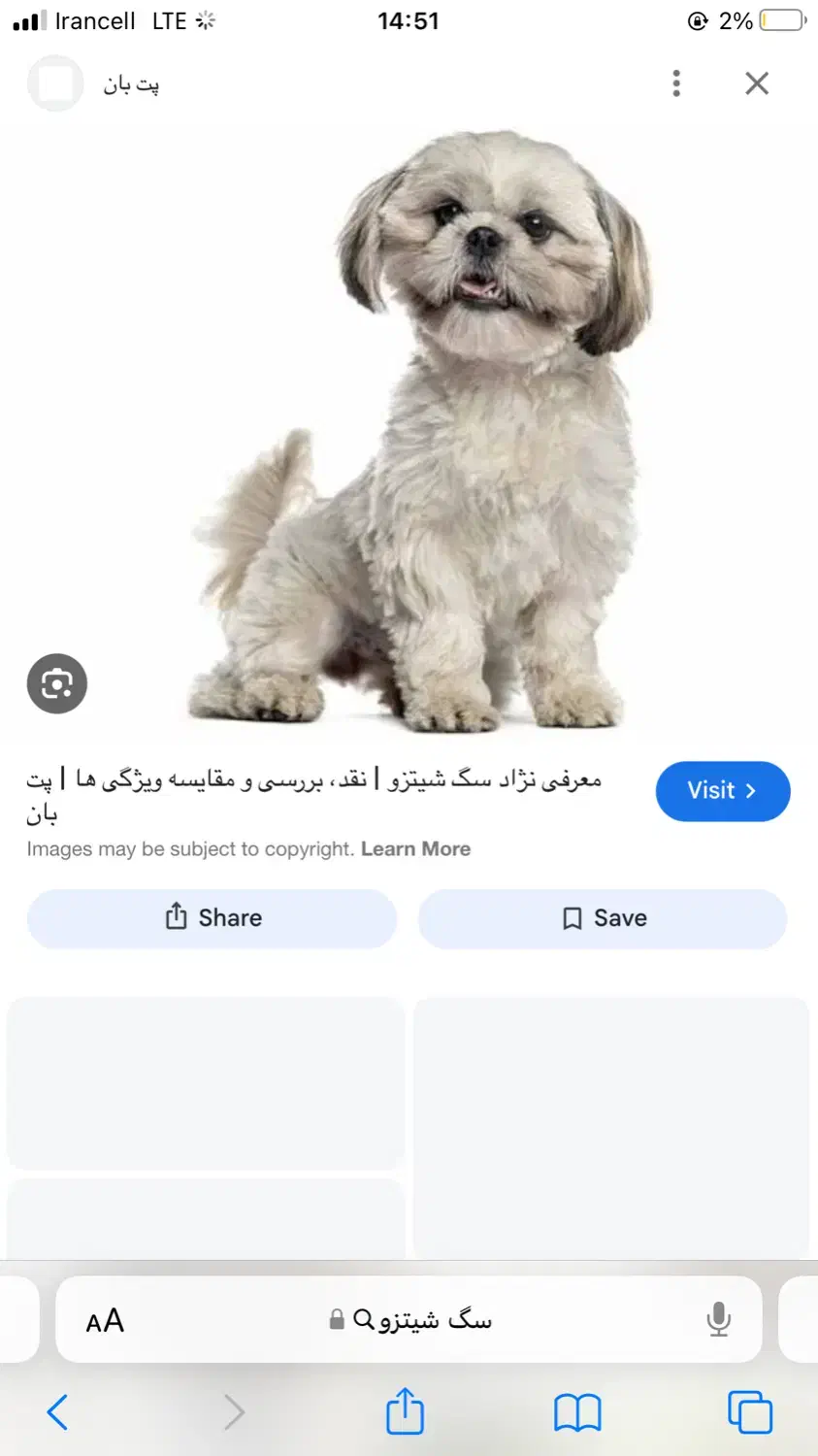 سگ گمشده|سگ|یاسوج, |دیوار