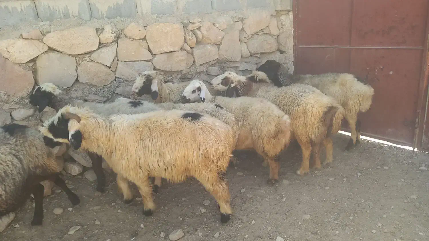 میش داشتی|حیوانات مزرعه|شیراز, بازار|دیوار