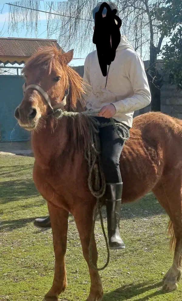 اسب|اسب و تجهیزات اسب‌سواری|صومعه‌سرا, |دیوار