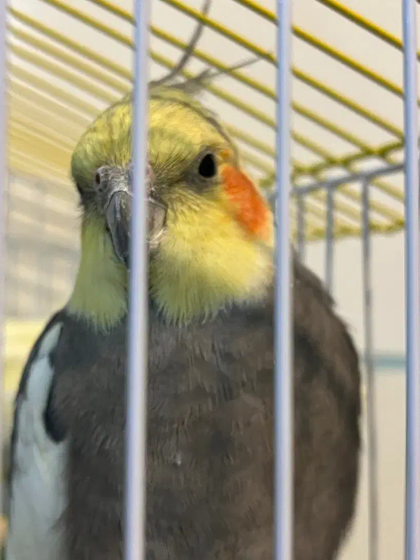 پرنده ، عروس هلندی|پرنده|شهرکرد, |دیوار