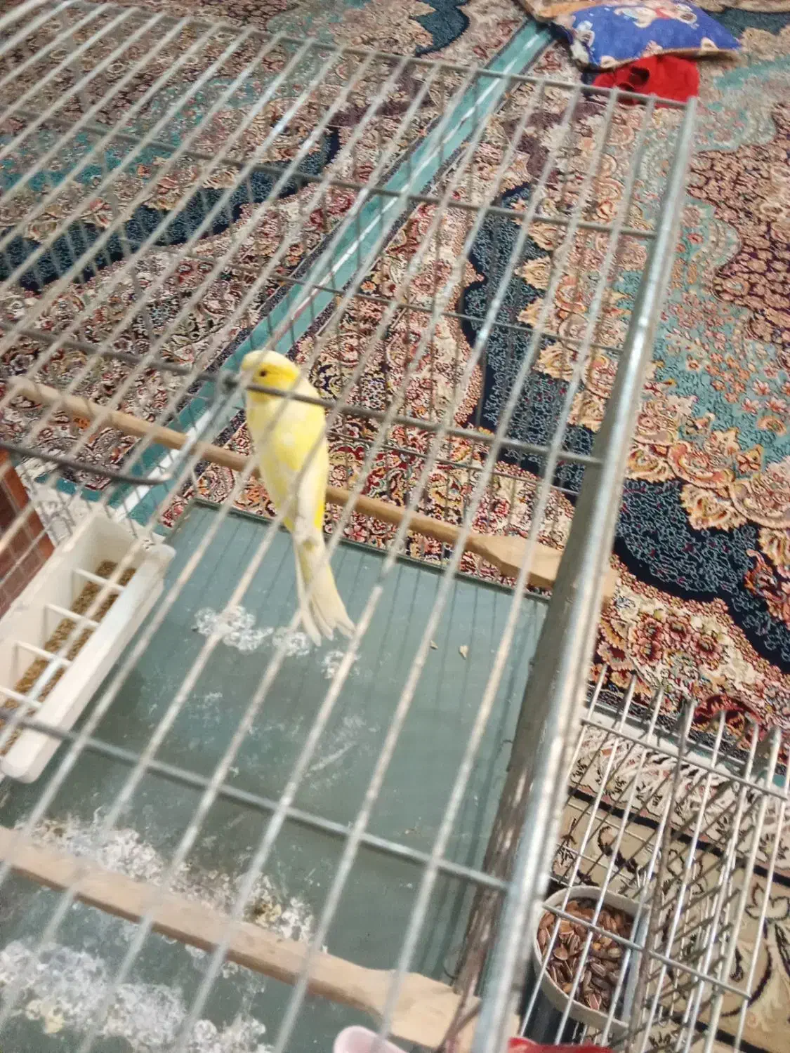 قناری سوپر بلند بخون|پرنده|تهران, مسعودیه|دیوار