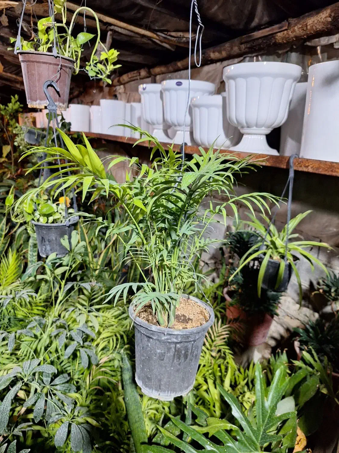 گل اپارتمانی سایه دوست شمادورا|خدمات باغبانی و درختکاری|فلاورجان, |دیوار