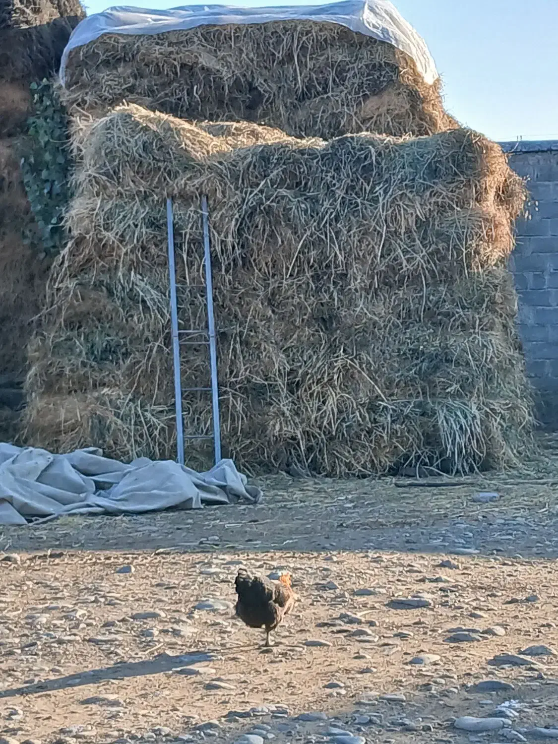 یونجه|حیوانات مزرعه|بران, |دیوار