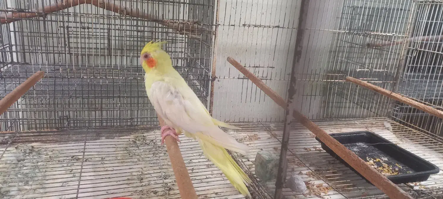 عروس هلندی ماده رام و چلوندنی|پرنده|بابل, |دیوار