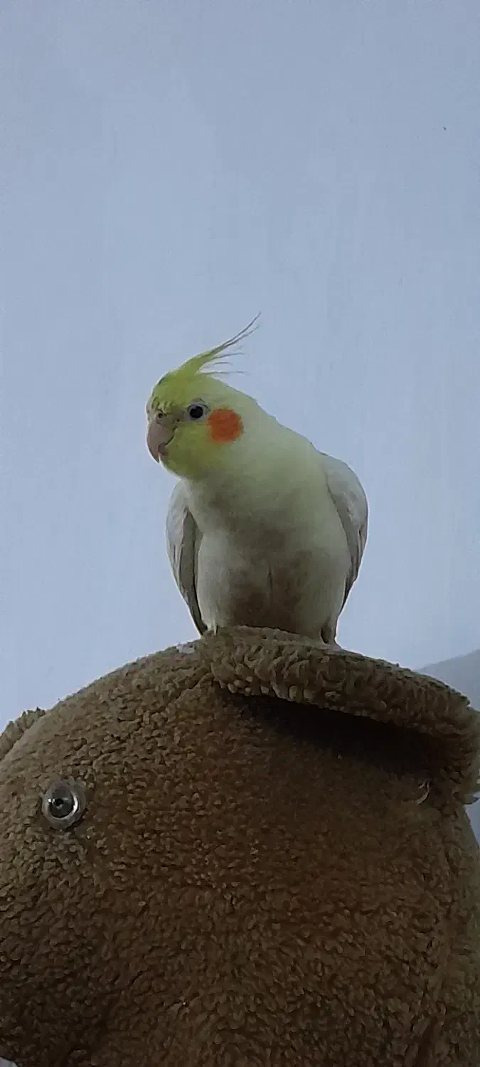 عروس هلندی گم شده|حیوانات|چمران, |دیوار