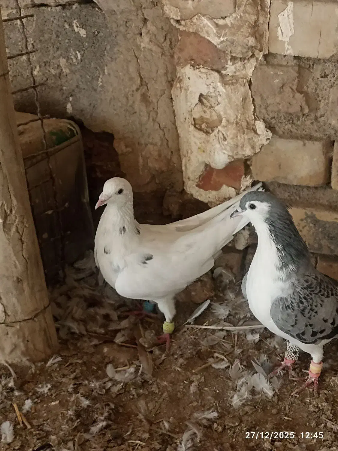 کبوتر|پرنده|نیشابور, شهرک رضوی|دیوار