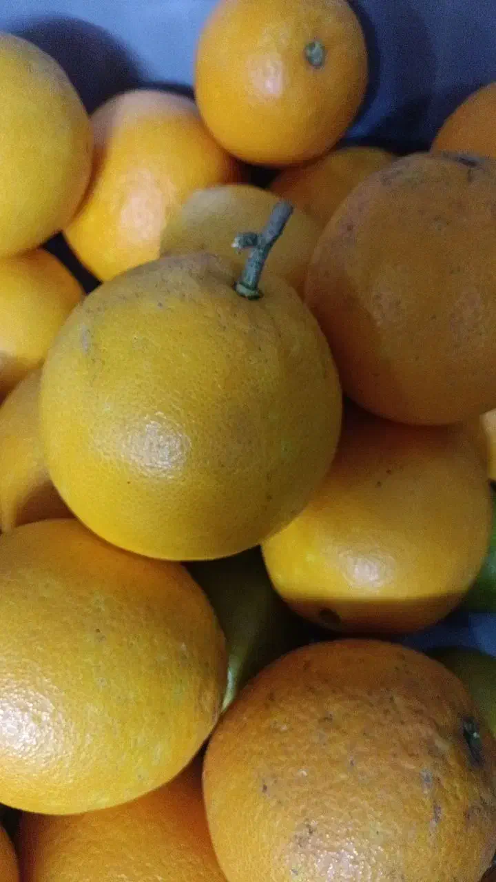 پرتقال ونارنگی شیرین تازه چیده شده|خوردنی و آشامیدنی|شاهرود, |دیوار