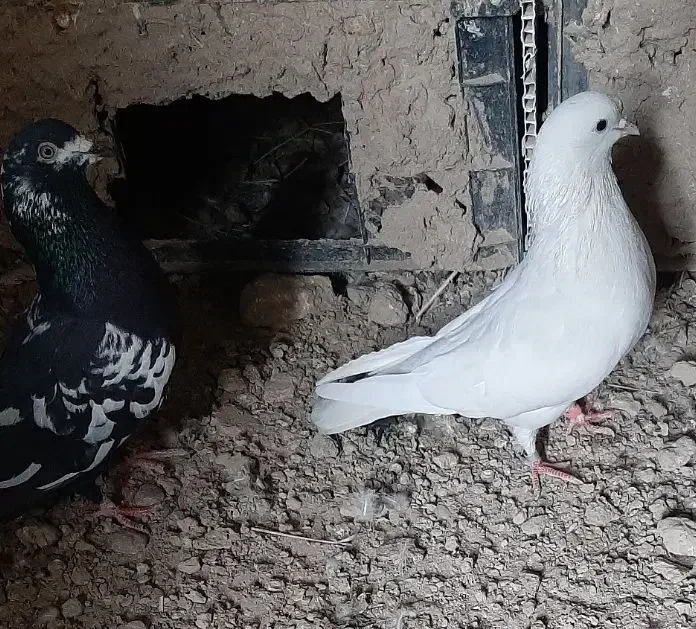 کبوتر|پرنده|زابل, |دیوار