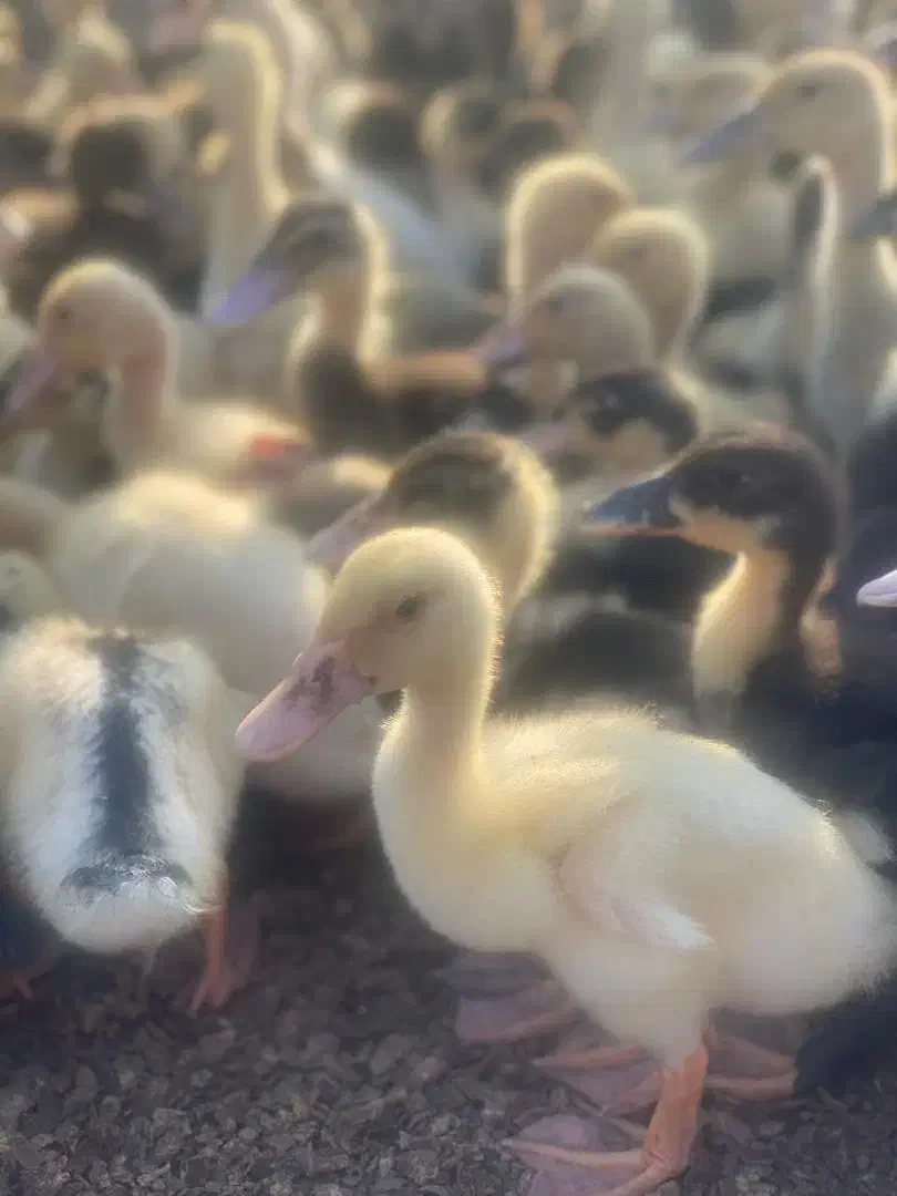 جوجه اردک از ۱ روزه تا ۶ ماهه بالغ|حیوانات مزرعه|آستانه اشرفیه, |دیوار