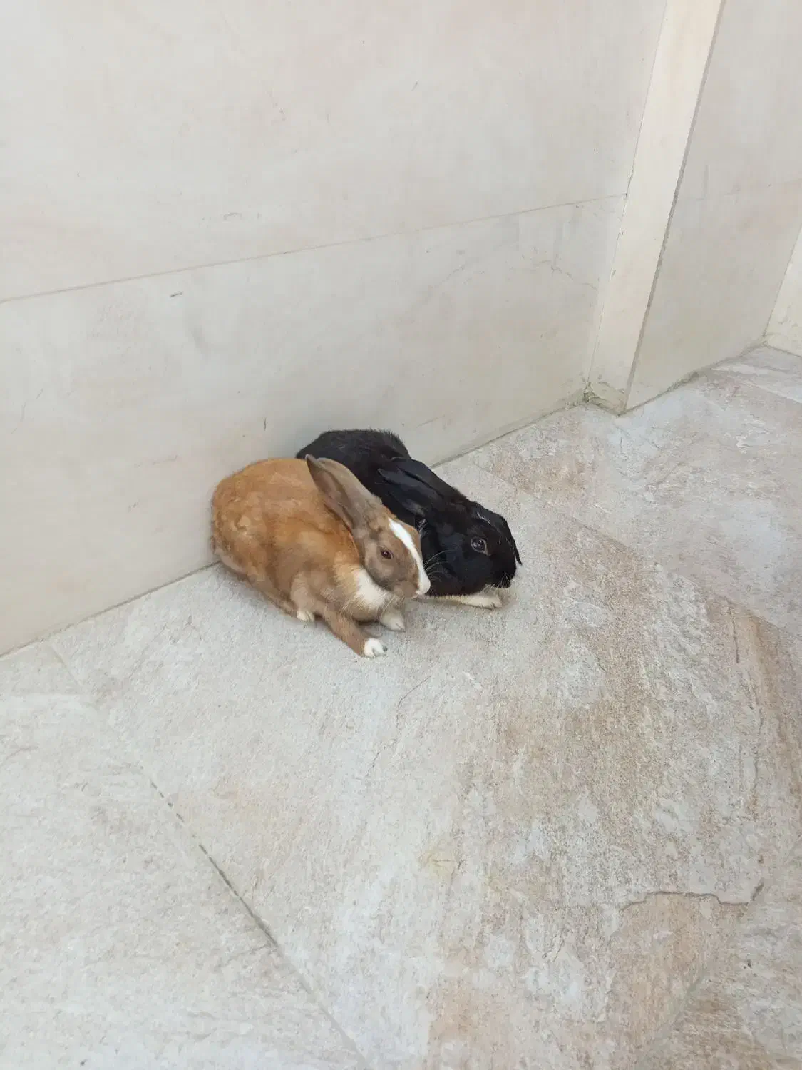 خرگوش سرحال و بازیگوش|موش و خرگوش|بندر ماهشهر, |دیوار