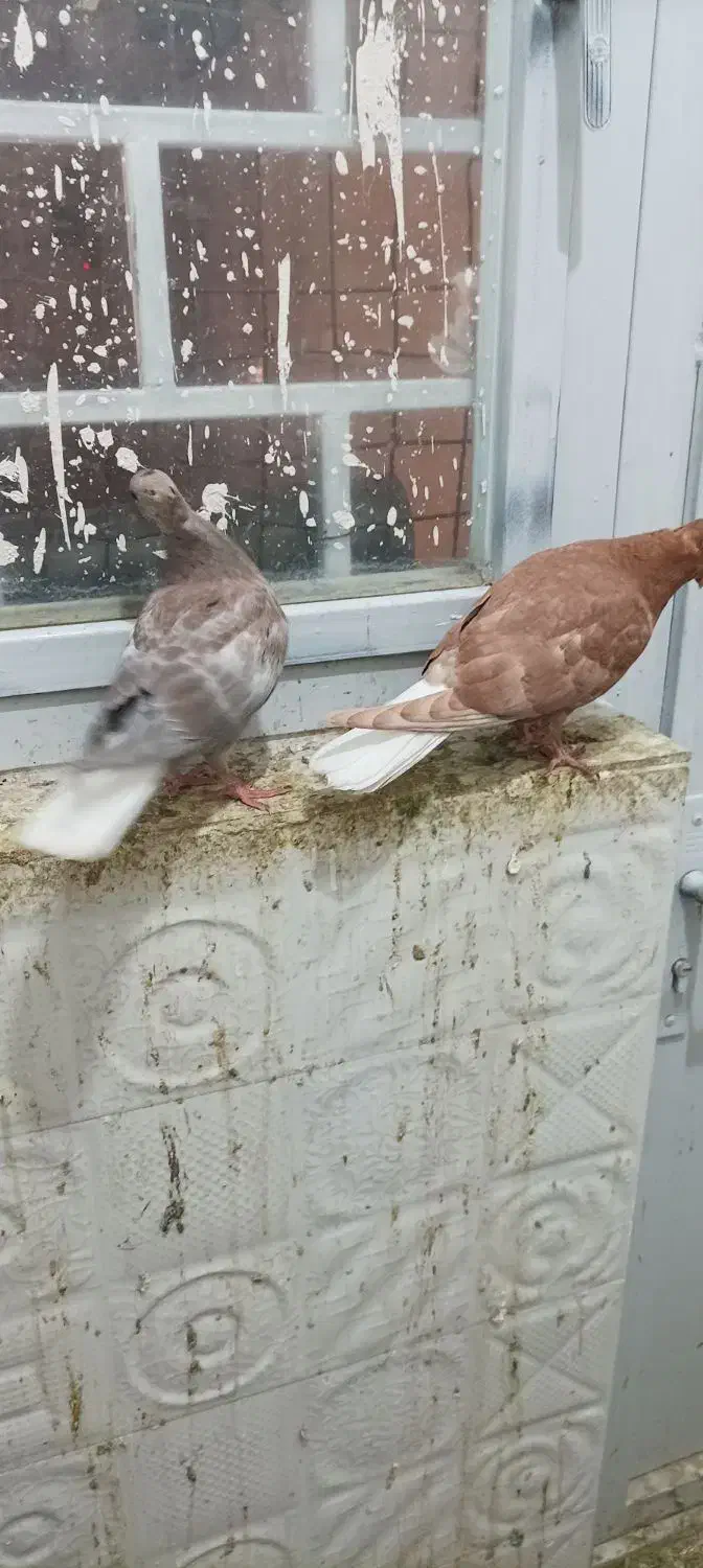 دمسفید کلاغ کاکلی طوقی ابلق دمسفید|پرنده|چناران, |دیوار