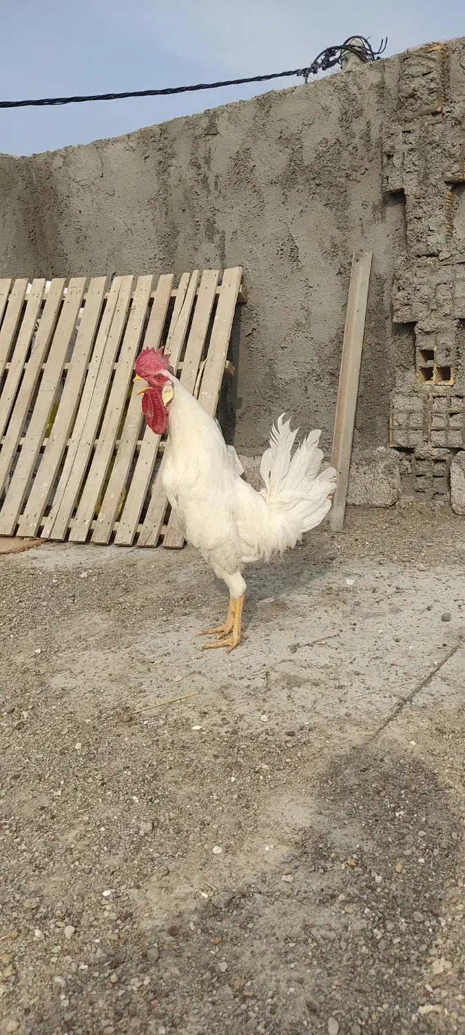 خروس|حیوانات مزرعه|دهلران, |دیوار