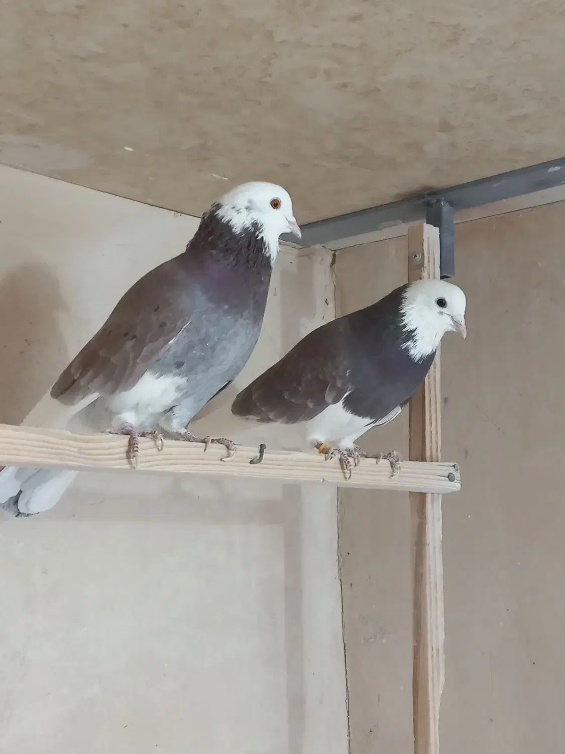 کبوتر پرشی|پرنده|معصومیه, |دیوار