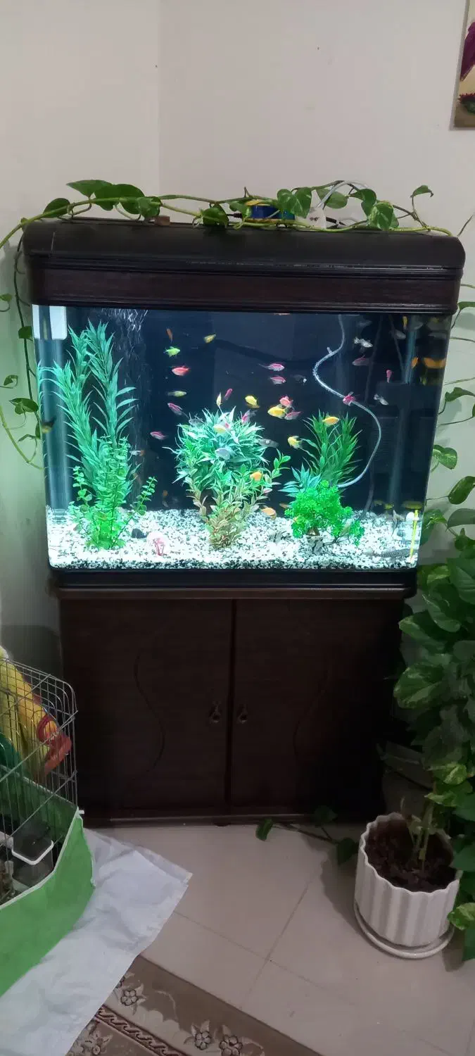 آکواریوم|ماهی|کاشان, شهرک خاتم الانبیا (مسکن ملی کاشان)|دیوار