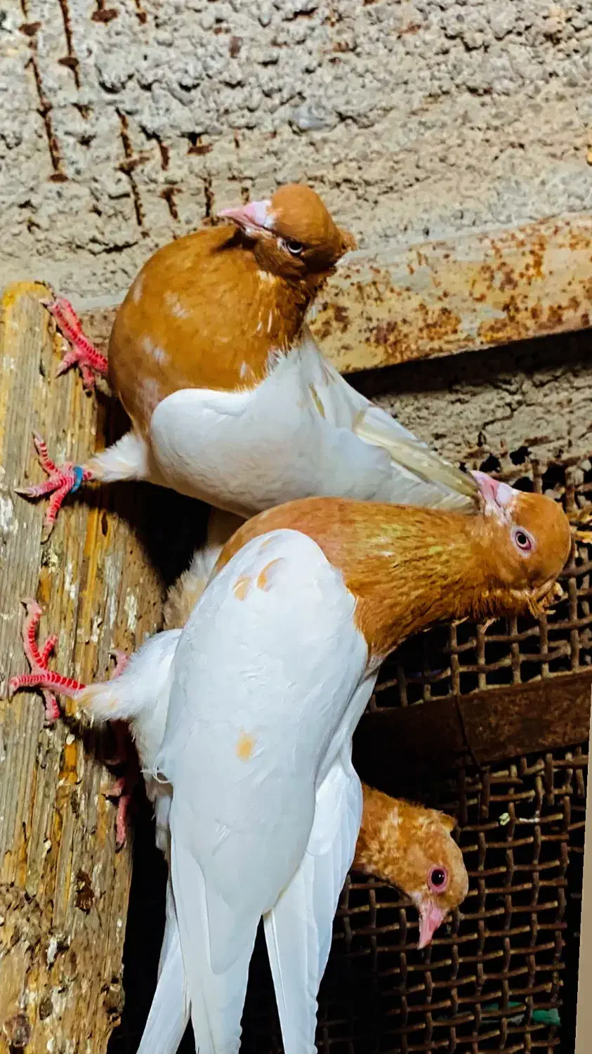 کفتر کبوتر|پرنده|بندرعباس, |دیوار