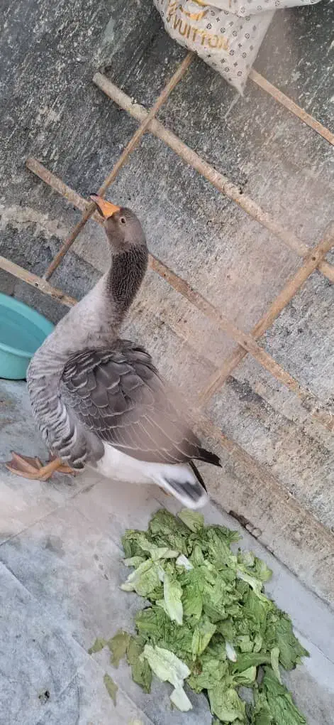 قو غاز|حیوانات مزرعه|تهران, جوادیه|دیوار