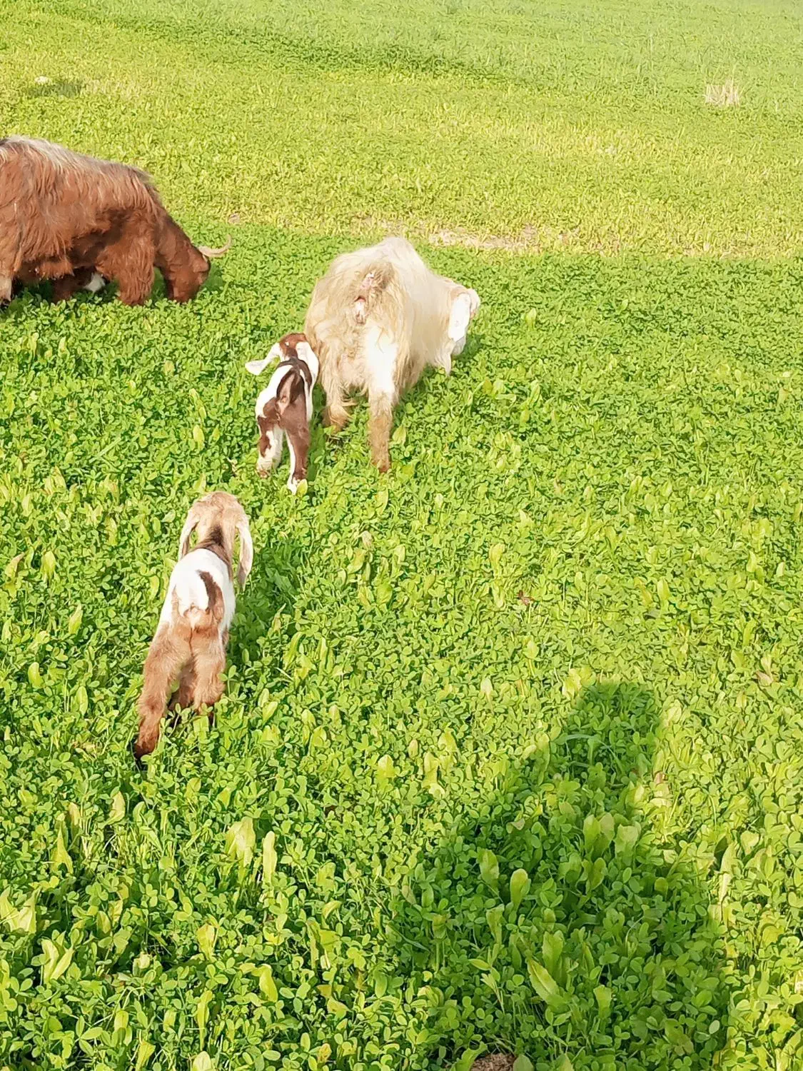 فروش دو عدد بز با چهار تا بزغاله نر نژاد دوقلو زا|حیوانات مزرعه|سرپل ذهاب, |دیوار