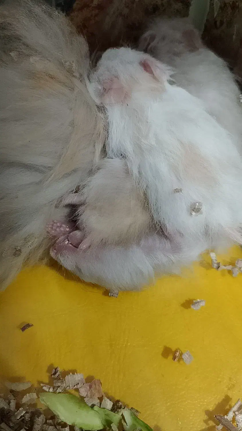 فروش همستر( فوری)|موش و خرگوش|یزد, |دیوار