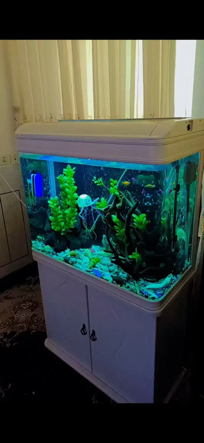 اکواریم شرکتی شیشه خم|ماهی|مبارکه, |دیوار