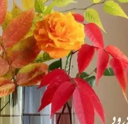 گمشده|اشیا|کیش, |دیوار