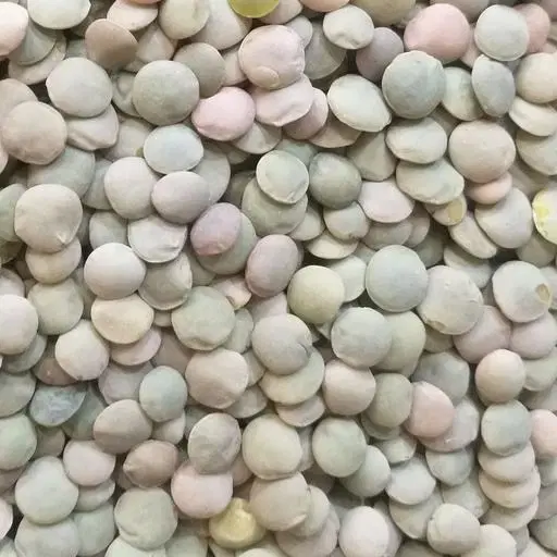 عدس مغان|خوردنی و آشامیدنی|کرج, چمران|دیوار