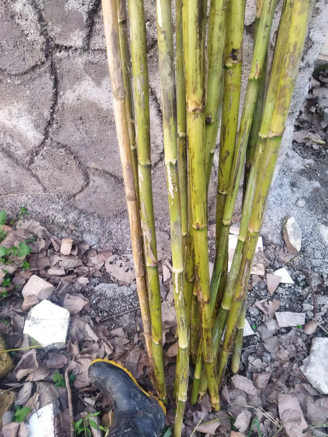 فروش لوله چوبی برای طراحی و ... .|کلکسیون و سرگرمی|لنگرود, |دیوار