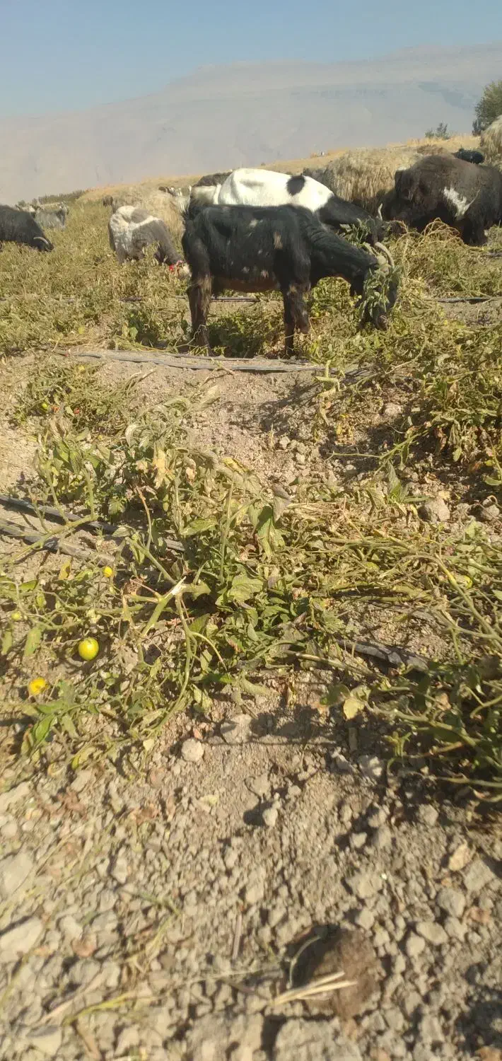 بزترکی ابستن|حیوانات مزرعه|مرودشت, مجد آباد|دیوار