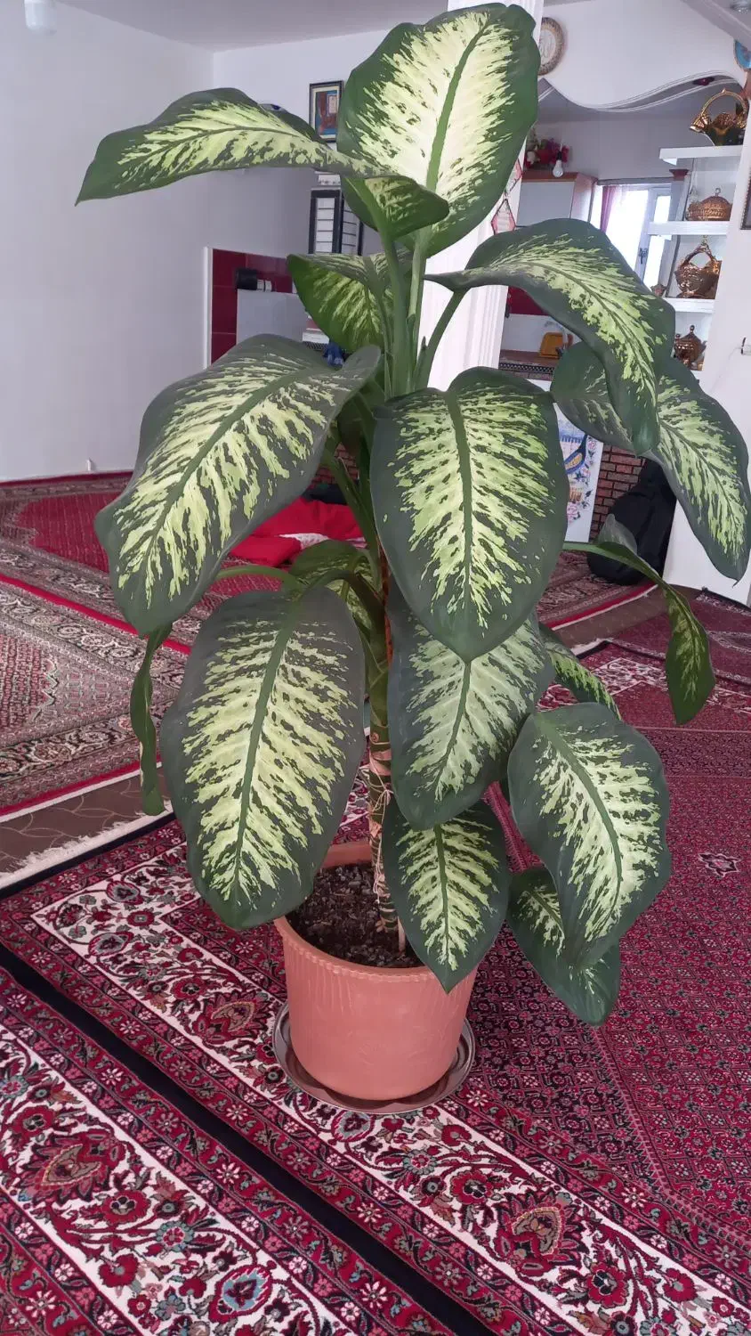 گل و گیاه|گل و گیاه طبیعی|ویلکیج, |دیوار